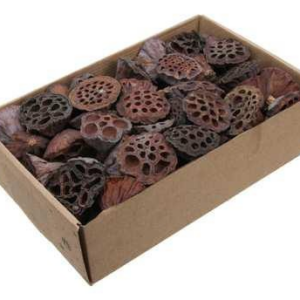 Lotus - natur - 2-4cm